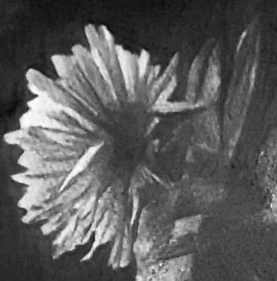 Dettaglio: il fiore in luce sul fondo scuro