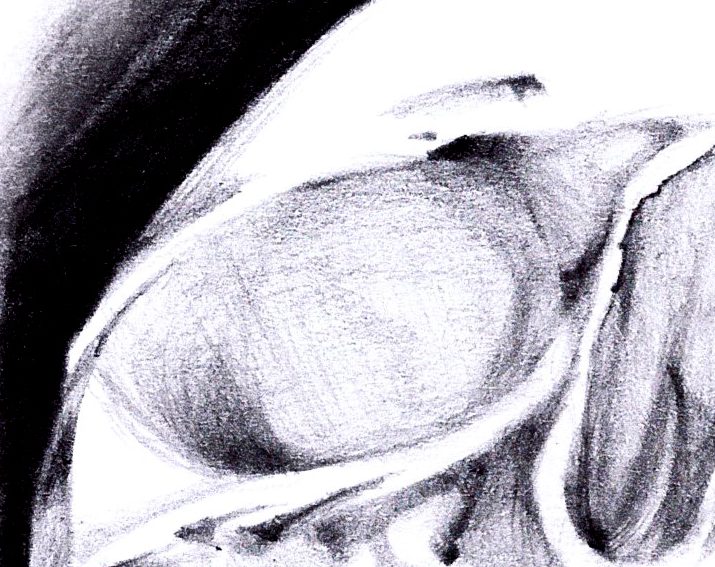 Dettaglio: l'orbita e lo zigomo