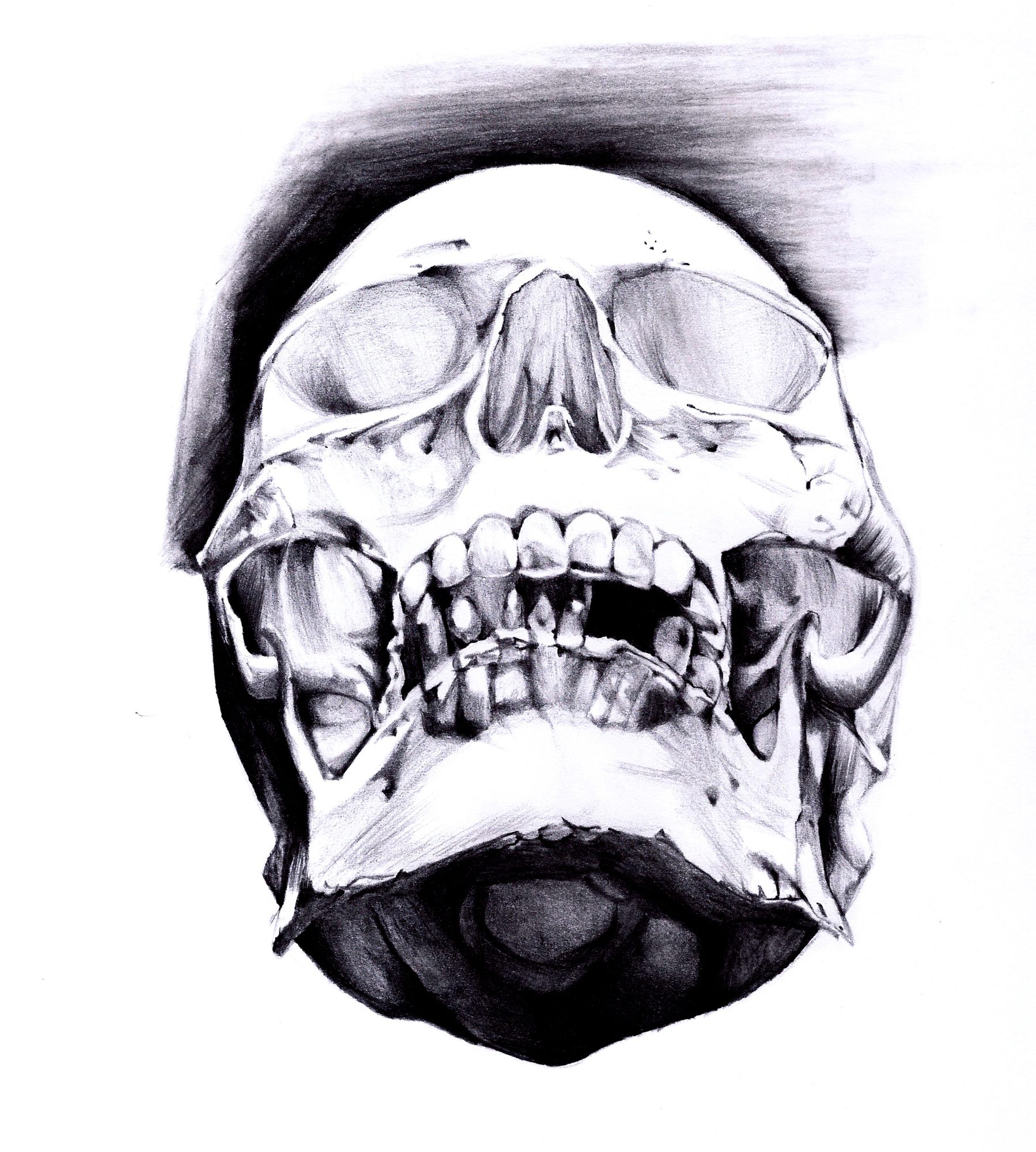 Studio anatomico a grafite di un teschio visto dal basso, con la dentatura e le orbite in evidenza