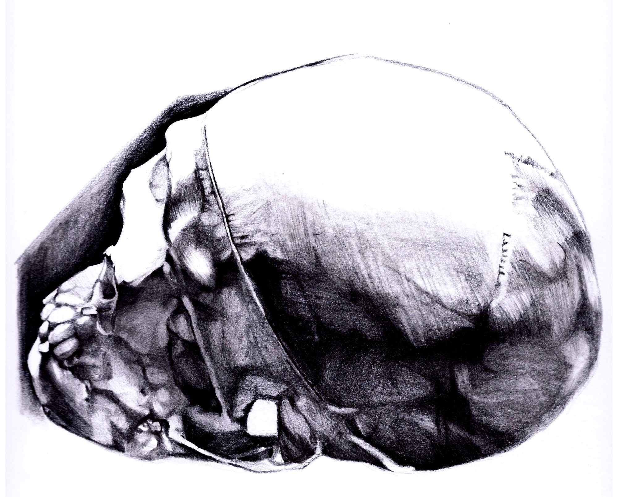 Studio anatomico a grafite di un teschio adagiato su un fianco, visto di tre quarti